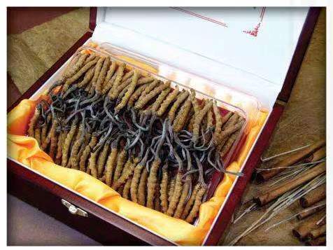 太仆寺冬虫夏草回收